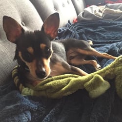 Diggity Dog Dog Walking Pet Sitting Love Diggity Dog Dog Walking Pet Sitting Love