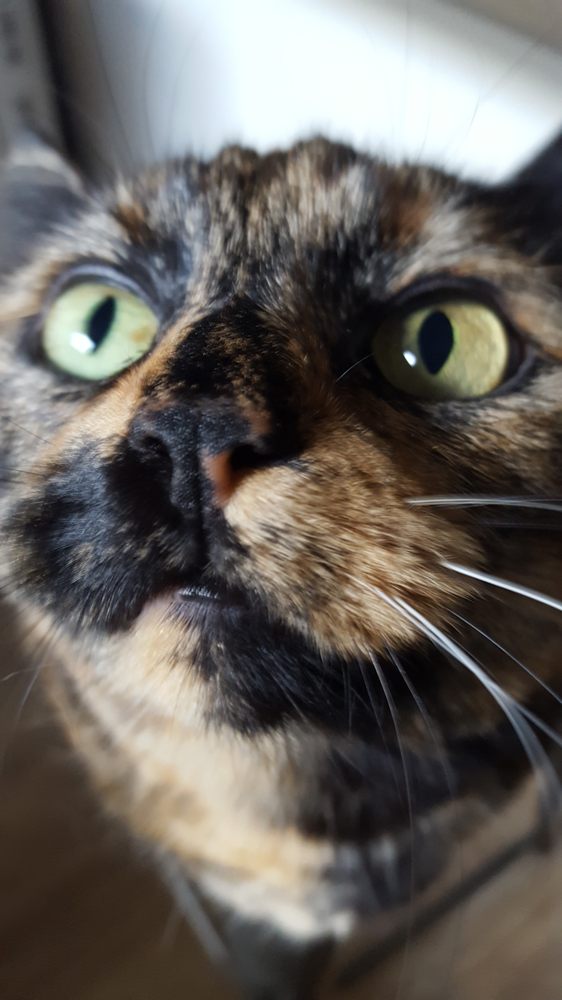 Seattle Pet Nanny