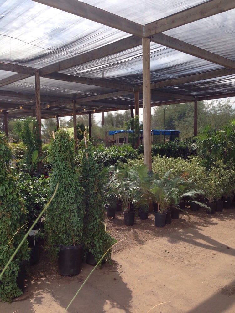 Whitfill Nursery 13 Photos & 24 Reviews Nurseries & Gardening 820 N Cooper Rd, Gilbert, AZ