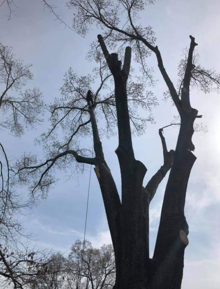 River City Tree Care