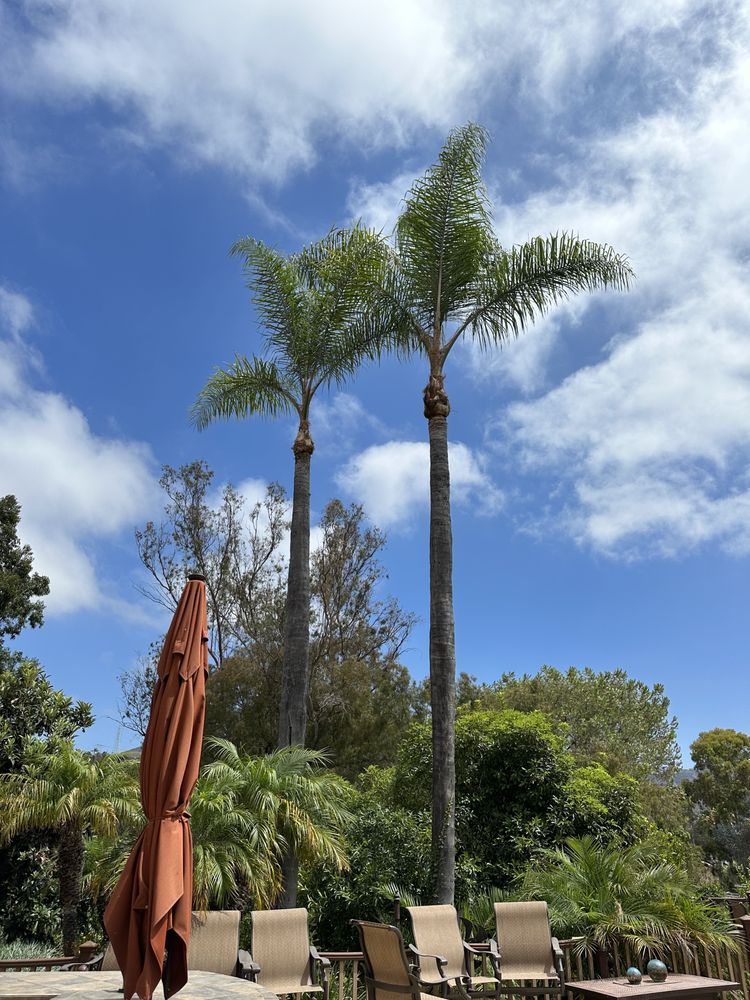 Cesar’s Tree Service
