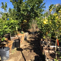 Paradise Nursery 26 Photos Avis Pépinières Et Jardinage Photo De Paradise Nursery Chatsworth Ca États Unis Wide Selection Of