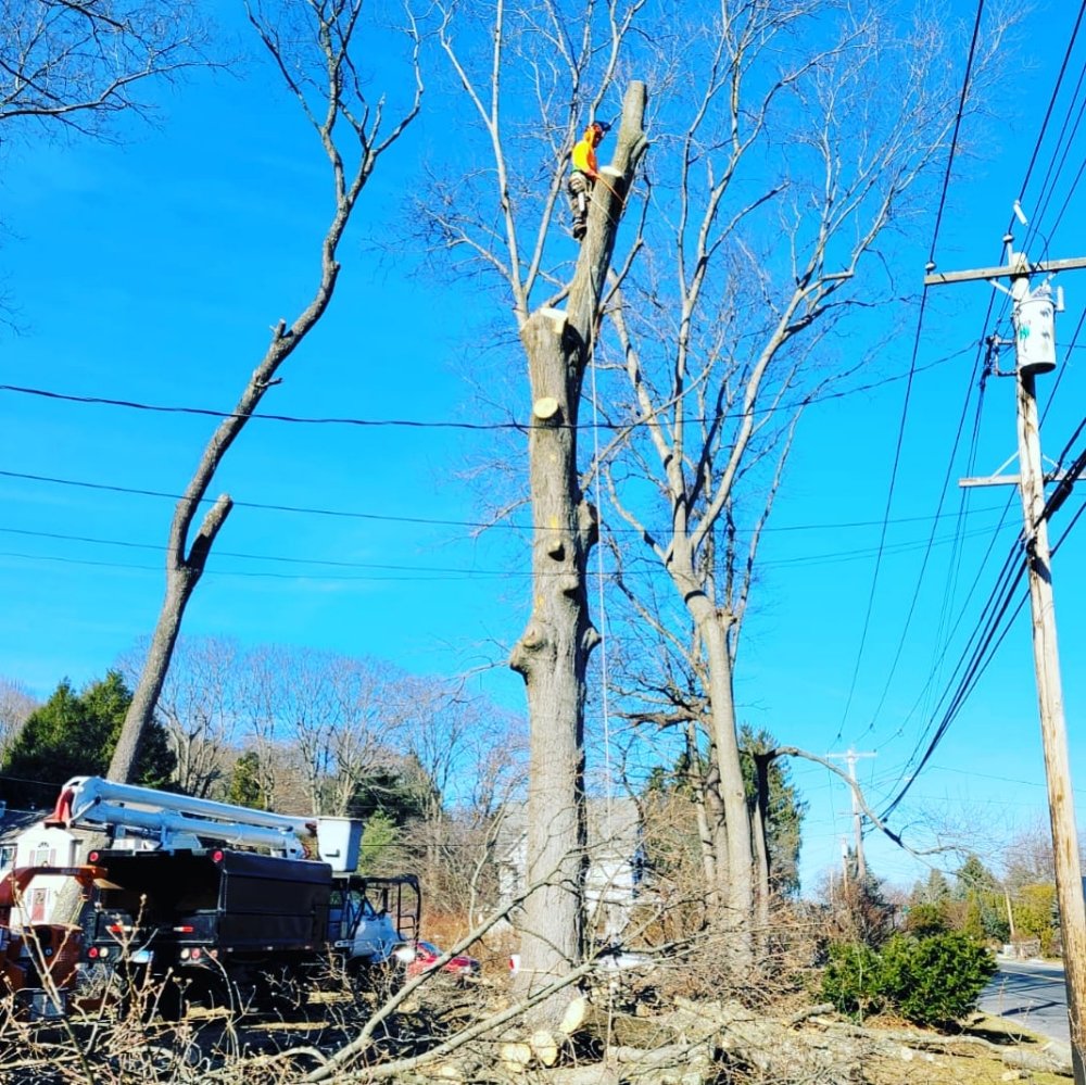 JNP Tree Removal