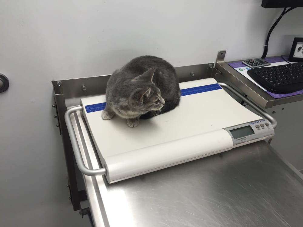 Cats Montreal - Veterinary Clinic for Cats