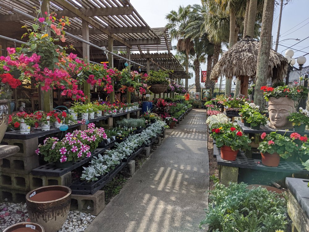 Tom's Thumb by Cornelius Nursery