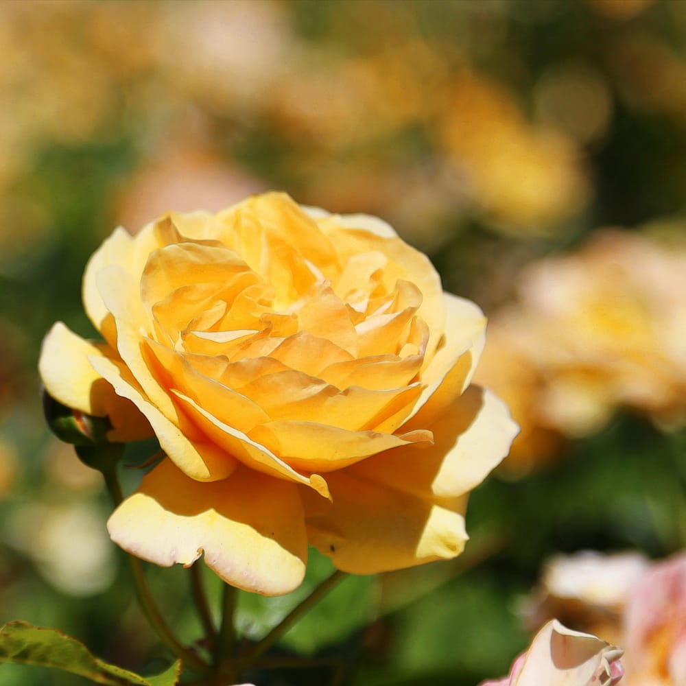 Jurisdiccional Rose Garden San Jose 2020 All You Need To Jurisdiccional Rose Garden San Jose 2020 All You Need To