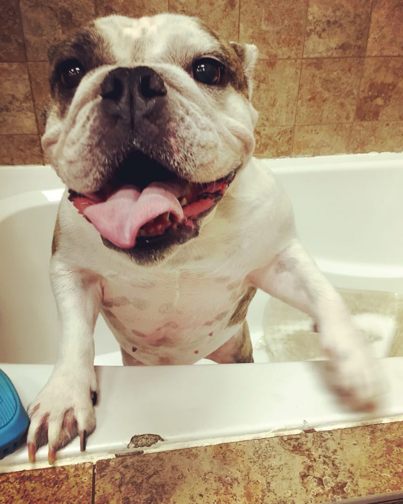 Barking Dogs Self Wash Grooming Barking Dogs Self Wash Grooming