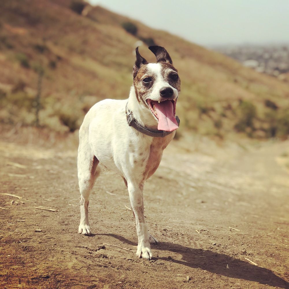 Burbank Veterinary Center