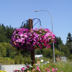 Squak Mountain Greenhouse Nursery 24 Reviews Nurseries Photo Of Squak Mountain Greenhouse Nursery Issaquah Wa United States