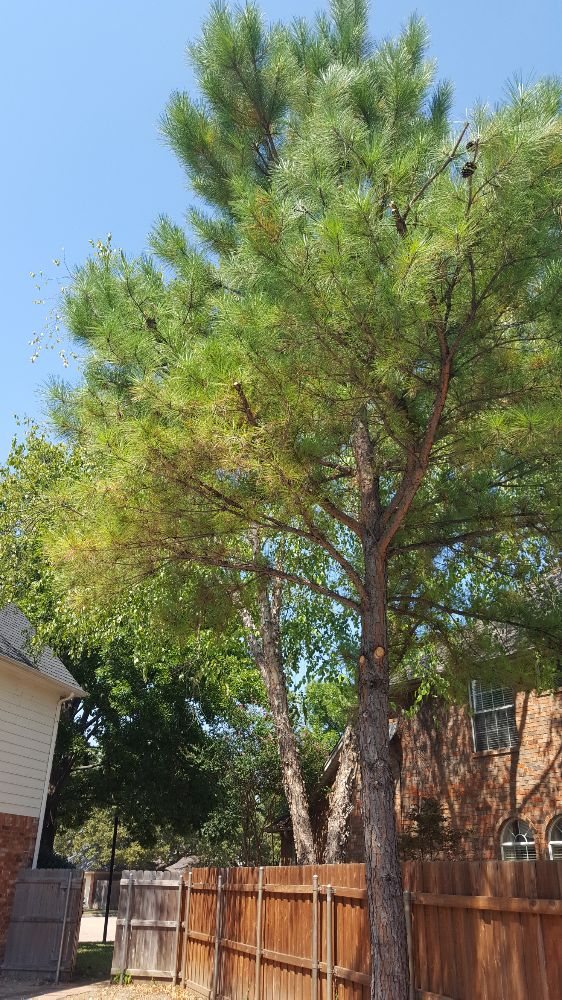Martinez Tree Service