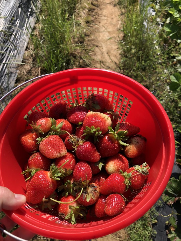 Kelley's Berry Farm