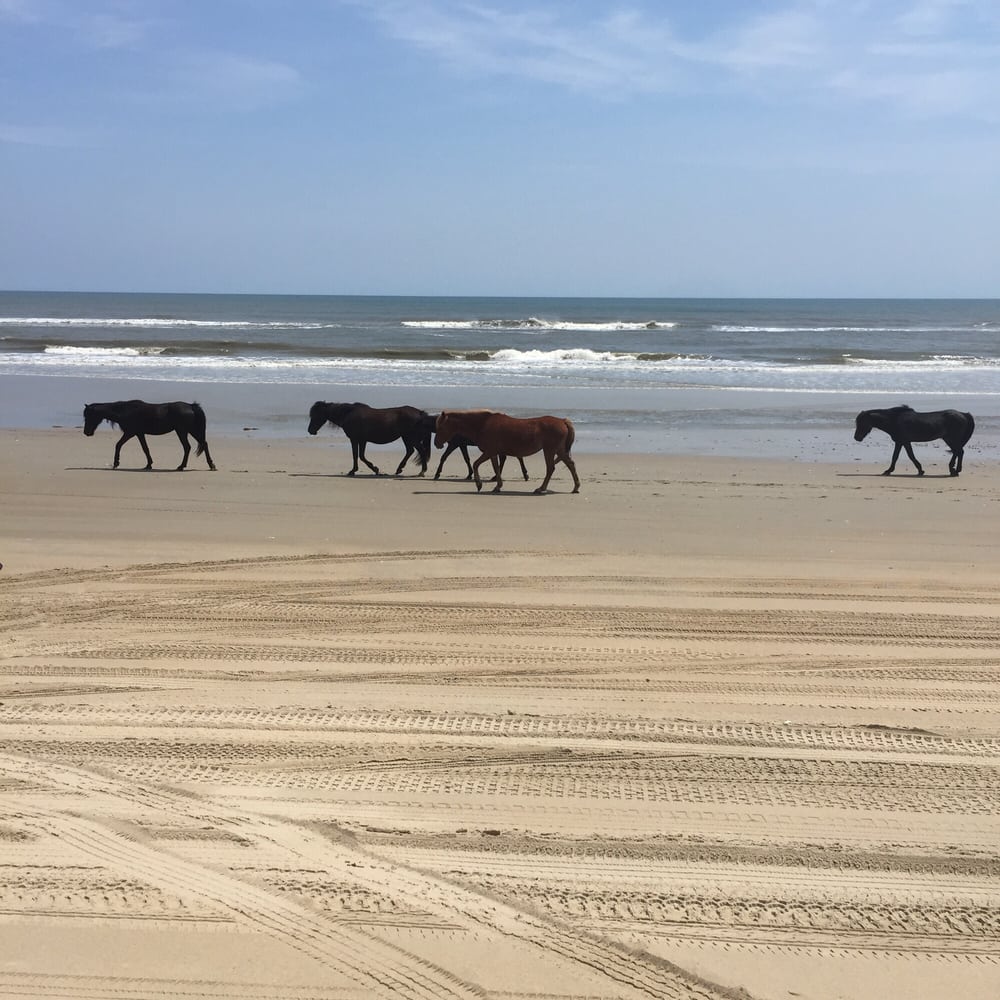 2 Minutes From The Beach House Wild Horses Right On Yelp Photo Of Twiddy Duck Nc United States 2 Minutes From The Beach