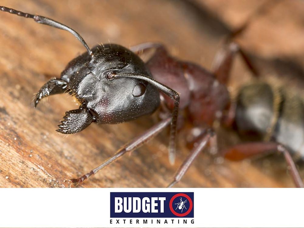 Budget Exterminating