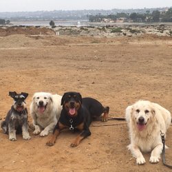 dog walking san diego dog walking san diego