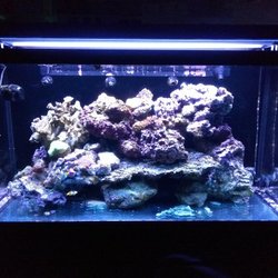 C Sea Aquariums Pet S 1373 N Military Trl West Palm Photo Of C Sea Aquariums West Palm Beach Fl United States Redsea