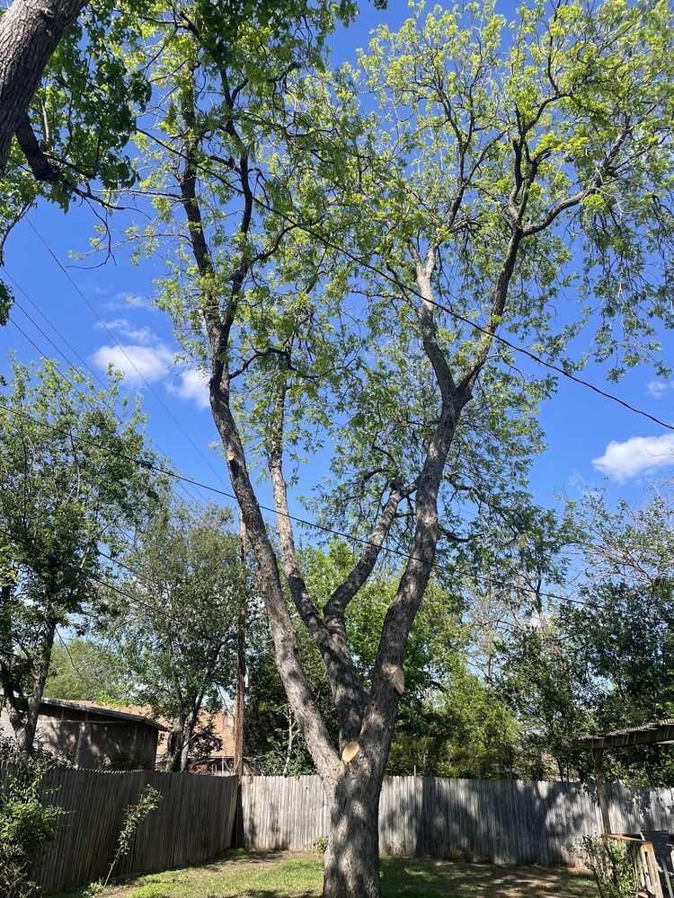 Felix Tree and Landscaping Service