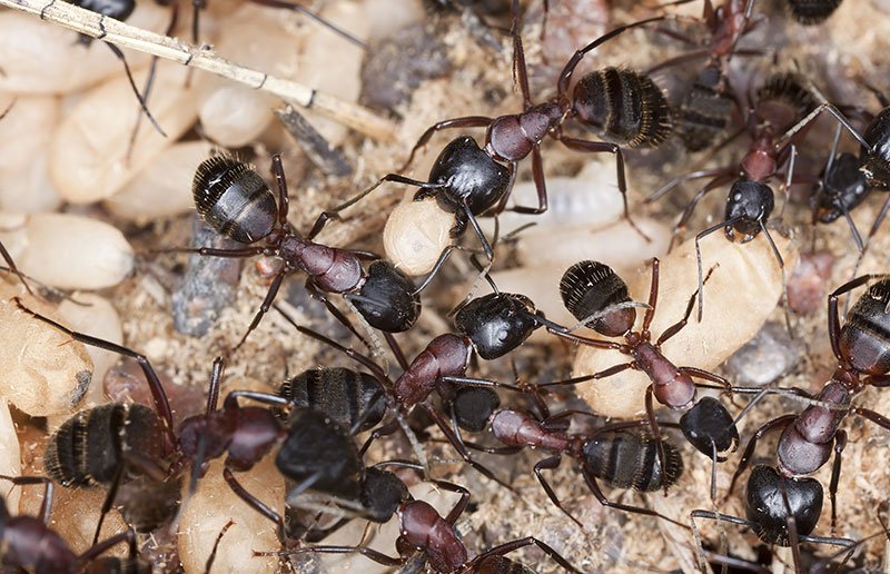 DC Cleanex Pest Control