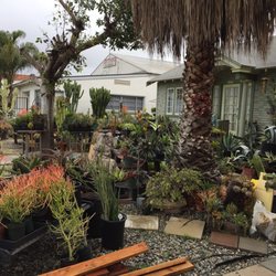 Ventura Cactus And Succulents 31 Photos 29 Reviews Nurseries Photo Of Ventura Cactus And Succulents Ca United States