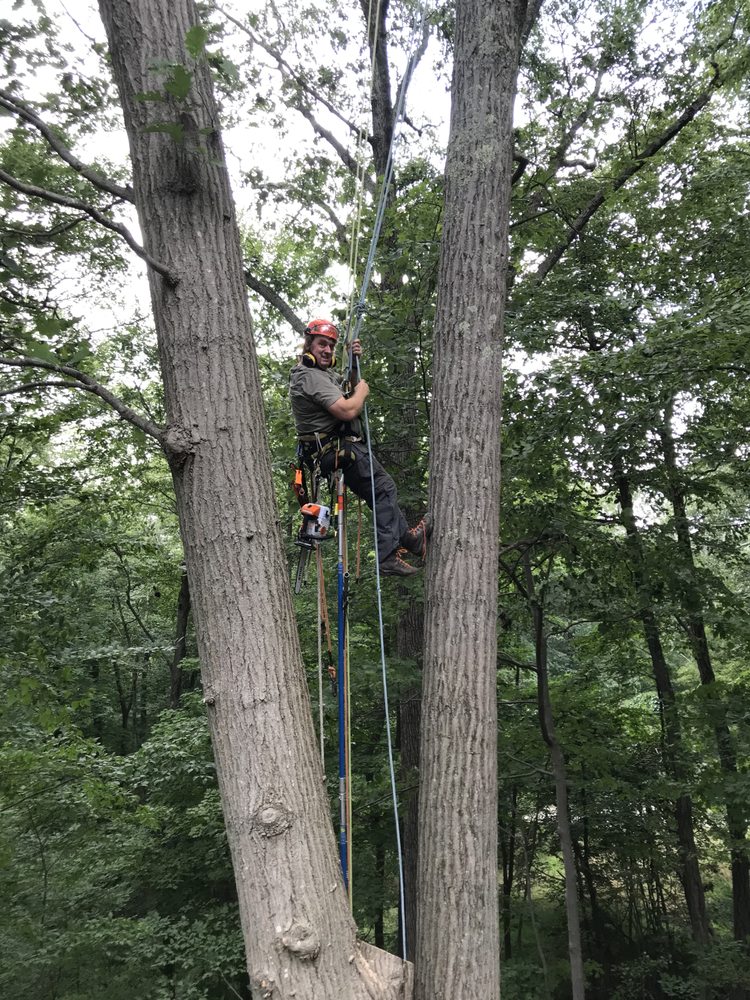 Terrapin Tree Care