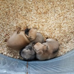 puppy barn american fork puppy barn 38 photos 53 reviews pet stores 364 e state st american fork ut puppy barn american fork puppy barn 38 photos 53 reviews pet stores 364 e state st american fork ut