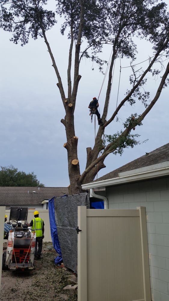 Bam Tree Services