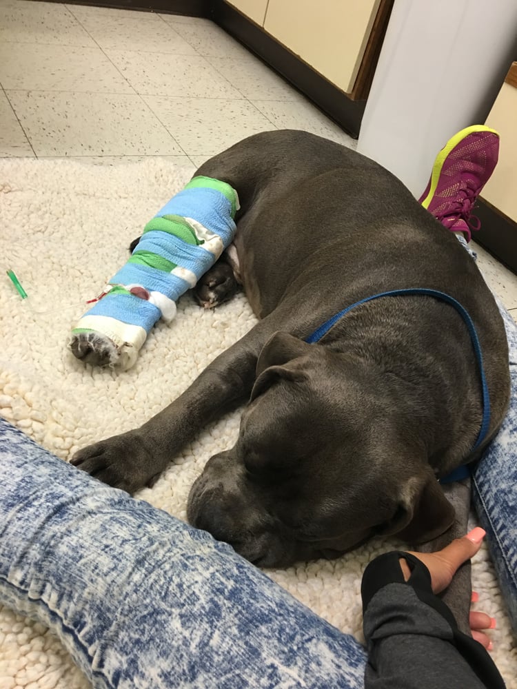 Main Street Veterinary Hospital 17 Photos & 23 Reviews