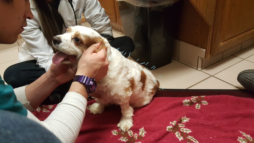 Cherrydale Veterinary Clinic