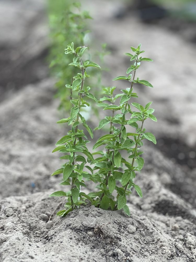 Foot Prints In The Garden