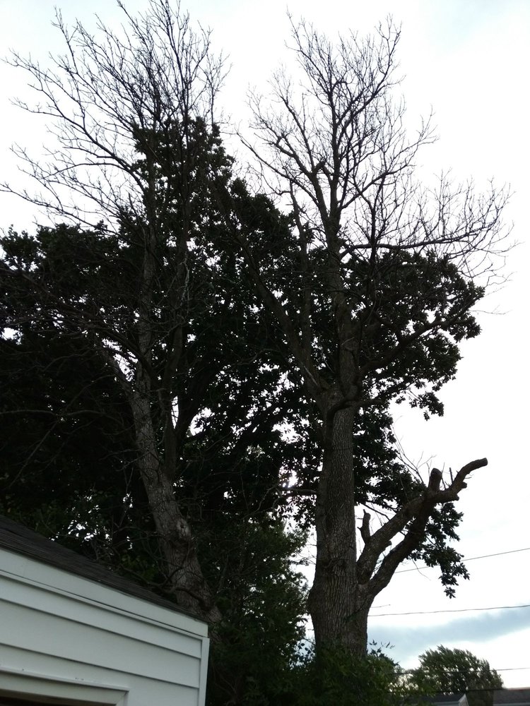 Al's Tree Service