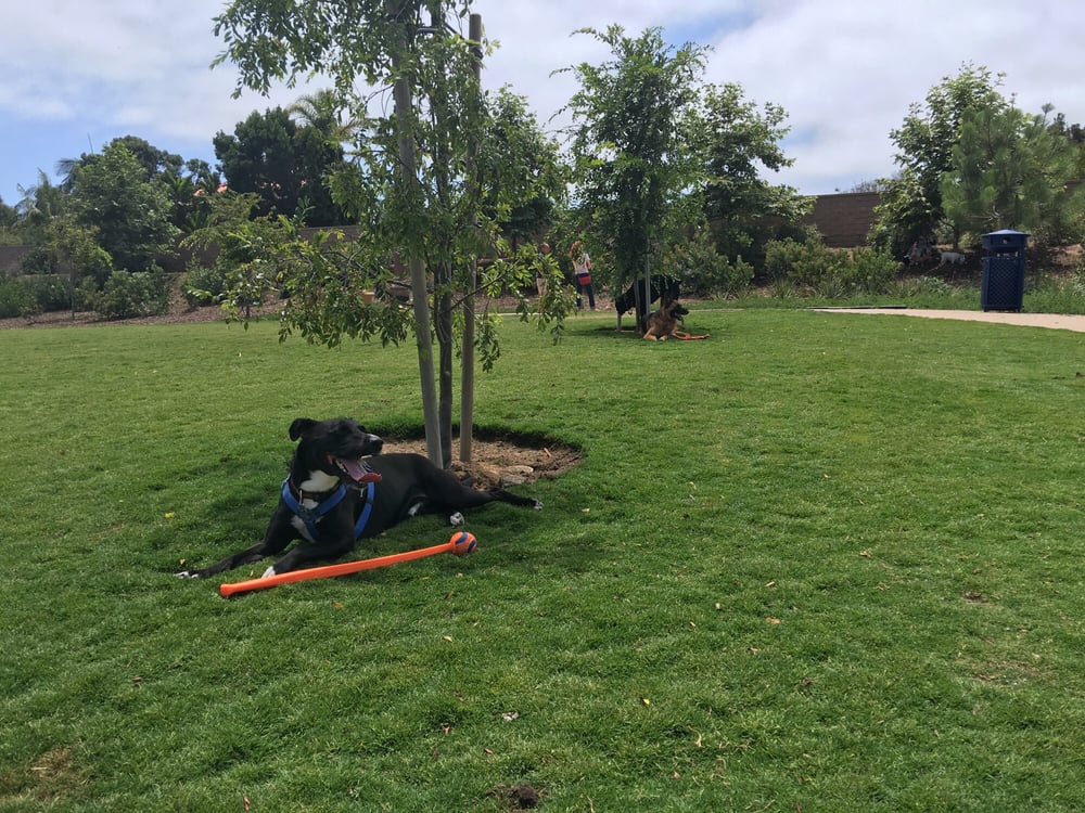 Maggie Houlihan Dog Park Encinitas Maggie Houlihan Dog Park Encinitas