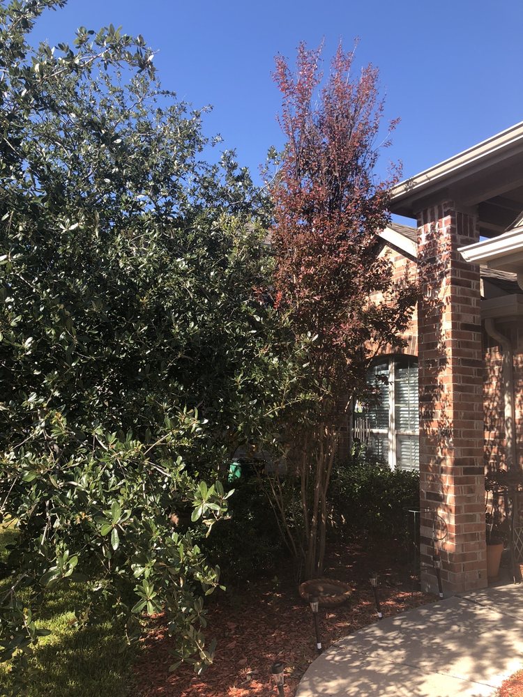 Arborwise Tree Care