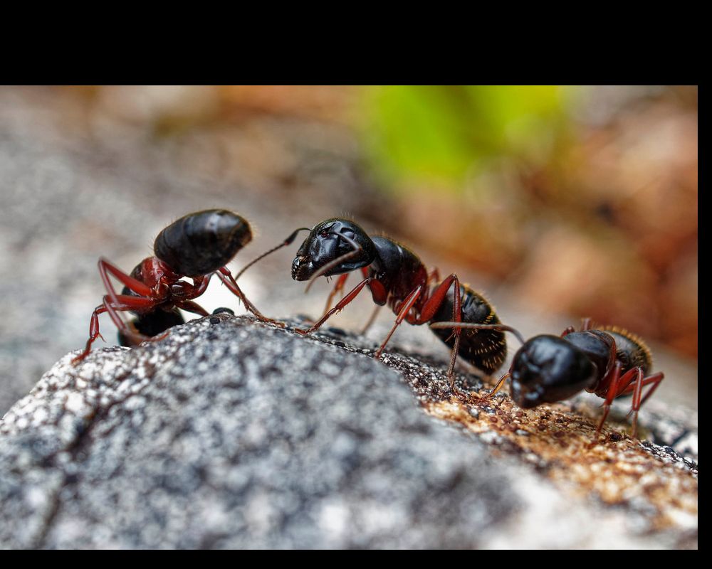 Madrona Pest Control Services