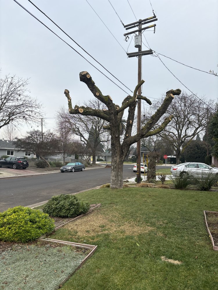 Arborn Tree Care
