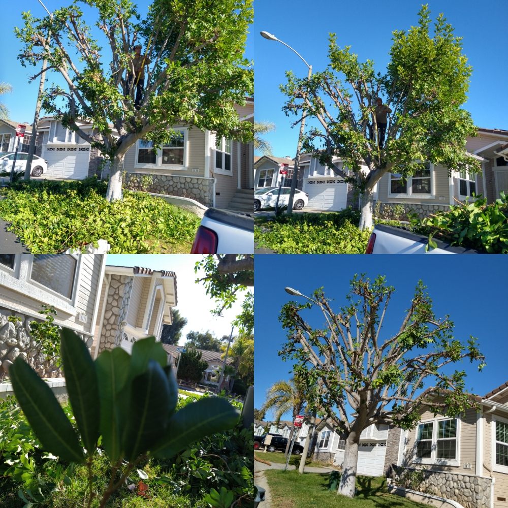 Omar Landscaping & Maintenance