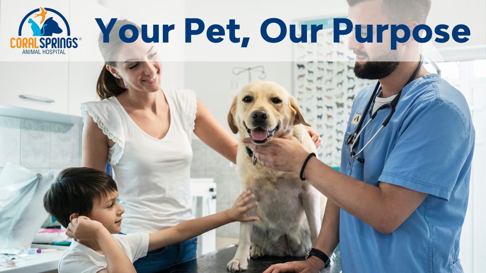 Vca Midwest Animal Hospital Veterinary Care Animal Hospital