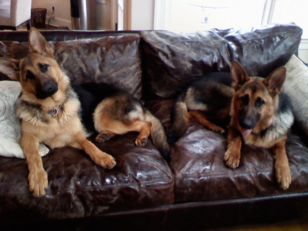 Weston German Shepherds Lindsay Marcus Ct Yelp Photo Of Weston German Shepherds Ct United States