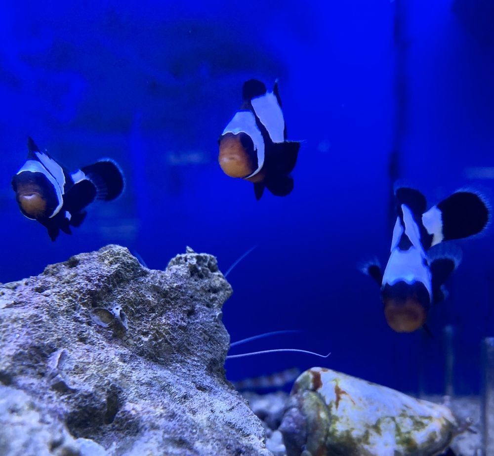 The Ocean Floor Gift Card Phoenix Az Giftly