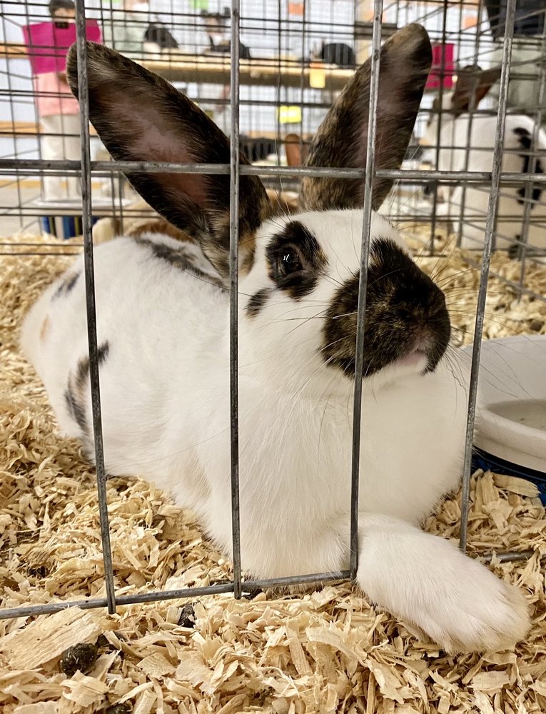 North Haven Fair