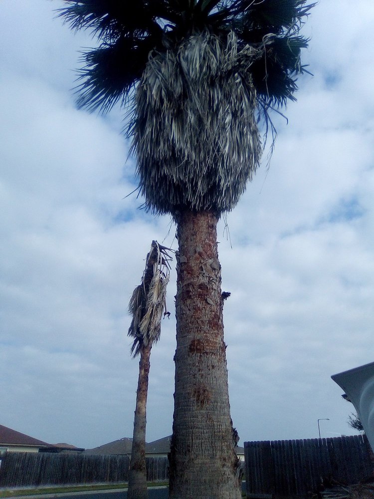 Extreme Tree Trimming Tree Removal Service