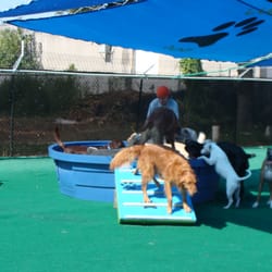 Lucky Dog Daycare Tampa Reviews Lucky Dog Daycare Tampa Reviews