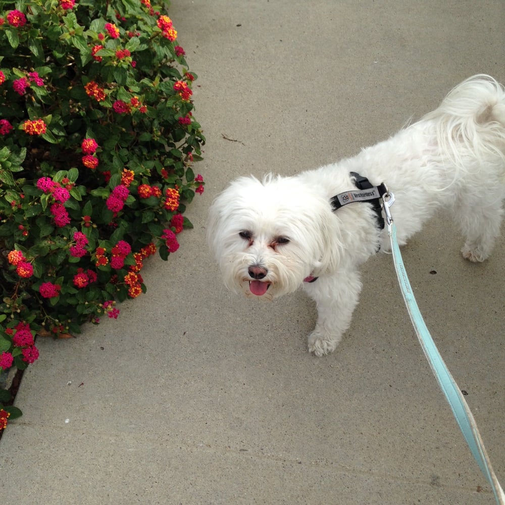 Happy Paws Pet Sitting & Dog Walking 14 Photos Dog Walkers San