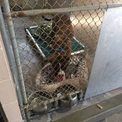 Collier County Domestic Animal Services - Animal Shelters - 7610 Davis