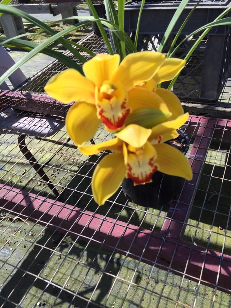 Mariposa Garden Nurseries & Gardening 6664 South St, Lakewood, CA