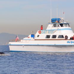 Redondo Beach Sportfishing Whale Watch 87 Photos 88 Reviews Photo Of Redondo Beach Sportfishing Whale Watch Ca United States