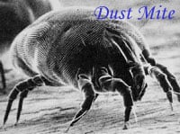 image of business Austin Allergy Associates