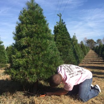 Penland S L Christmas Tree Farm - 22 Photos & 10 Reviews - Christmas Photo of Penland S L Christmas Tree Farm - York, SC, United States. Found - Penland S L Christmas Tree Farm - 22 Photos & 10 Reviews - Christmas