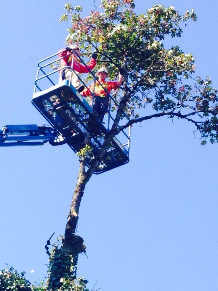 A to Z Tree Care And services