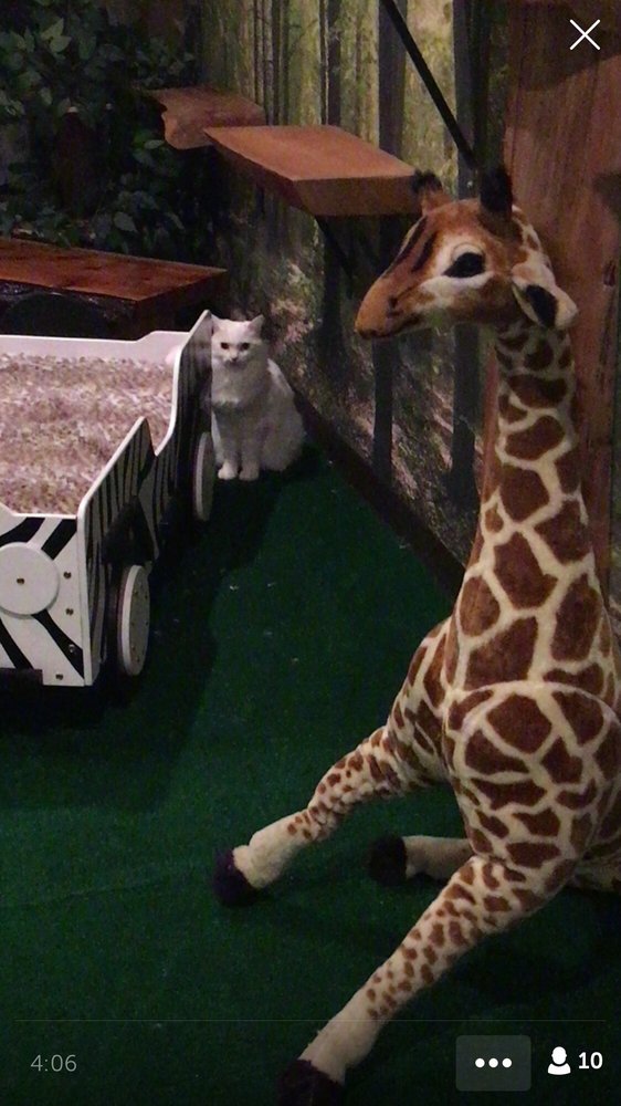 The Jungle Cat Boarding Irvine, CA