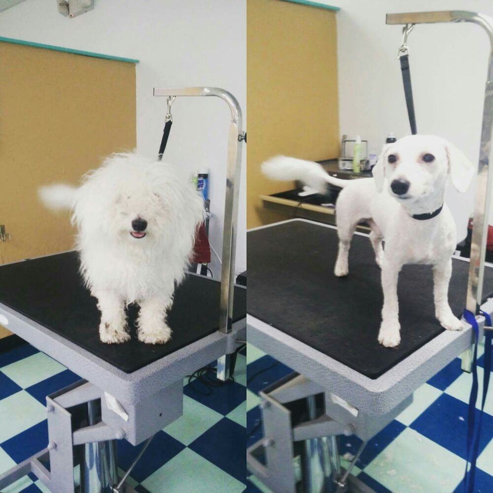 Puppy Love Grooming Salon Pet Groomers 14 Rogers Rd, North East, MD Phone Number Yelp