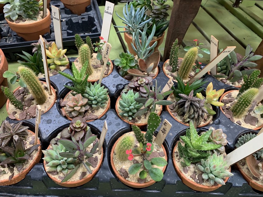Urban Jungle